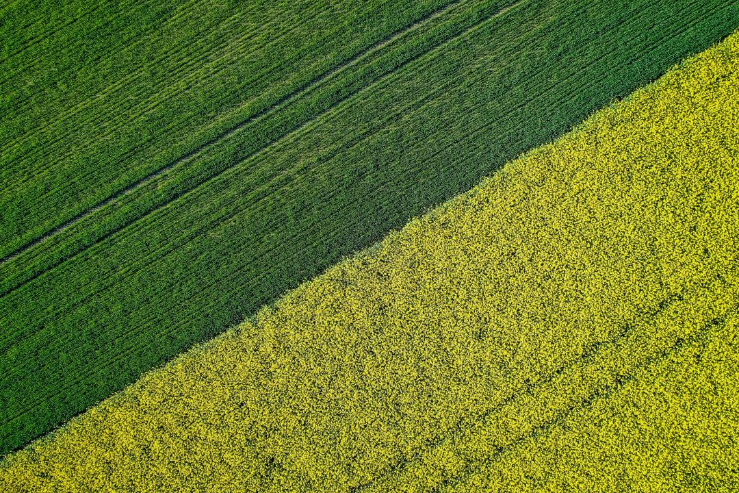 Raps Getreide Drohnenaufnahme zweifarbig