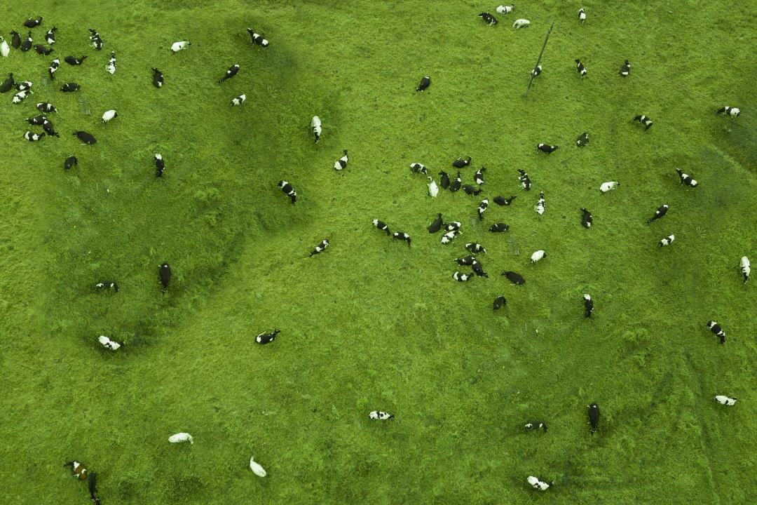 Kühe Herde Drohnenaufnahme