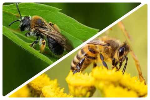 Bienen Vergleich