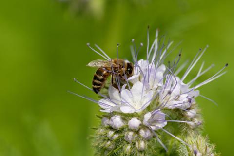 Biene auf Phacelia