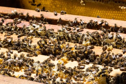 Bienen in Bienenstock