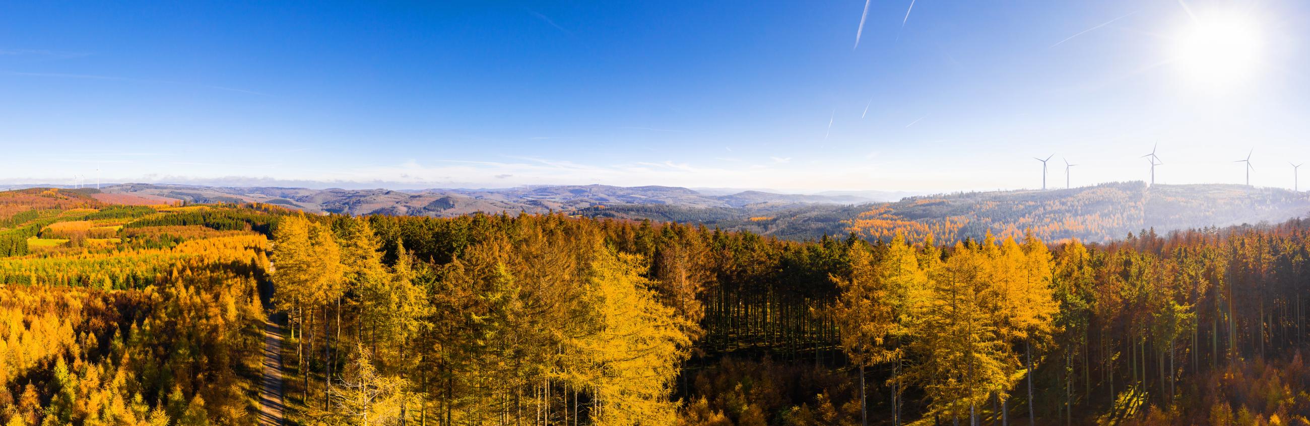 Forstwirtschaft im Lahn-Dill-Bergland